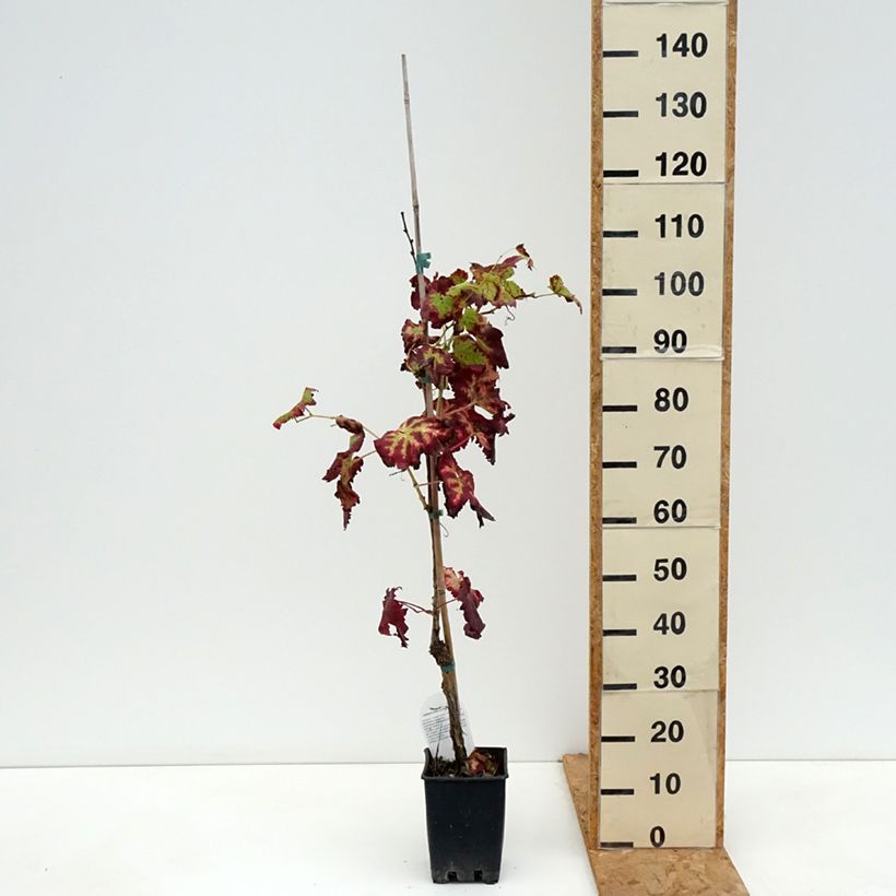 Esemplare di Vite da tavola Leopoldo Vaso da 1,5L/2L come consegnato in autunno