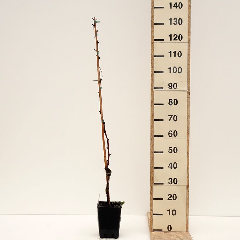 Vite da tavola Leopoldo Vaso da 1,5L/2L esemplare consegnato in inverno