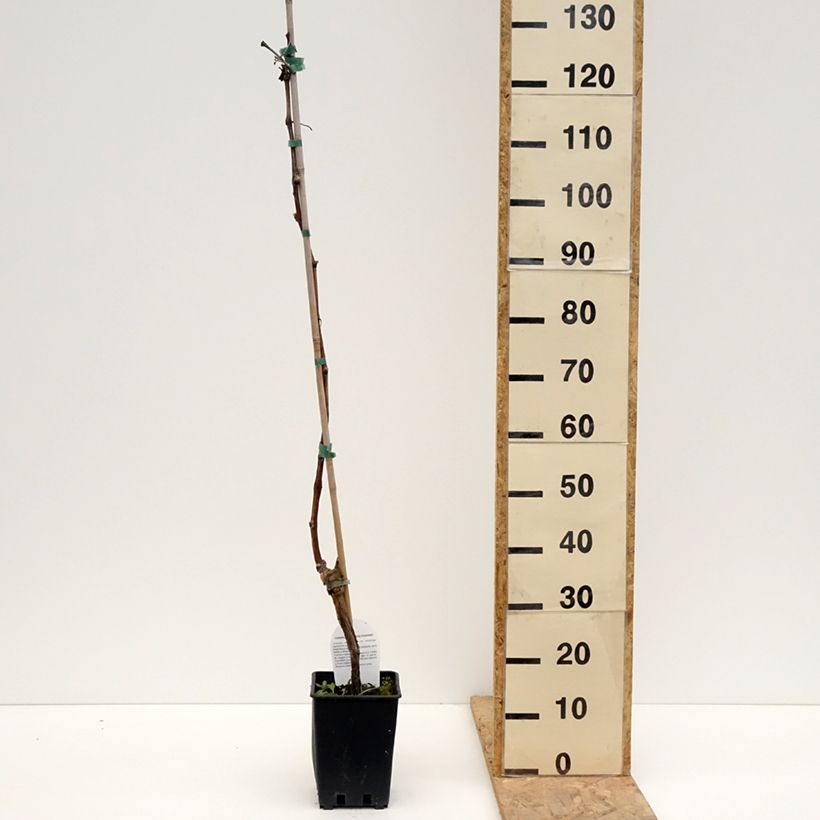 Vite da tavola Leopoldo Vaso da 1,5L/2L esemplare consegnato in primavera