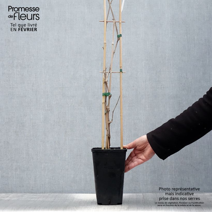 Vite da tavola Lilla Vaso da 3L/4L esemplare consegnato in inverno