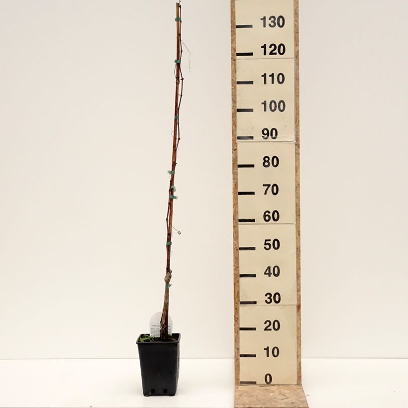 Vite da tavola Luglienga Vaso da 1,5L/2L esemplare consegnato in inverno