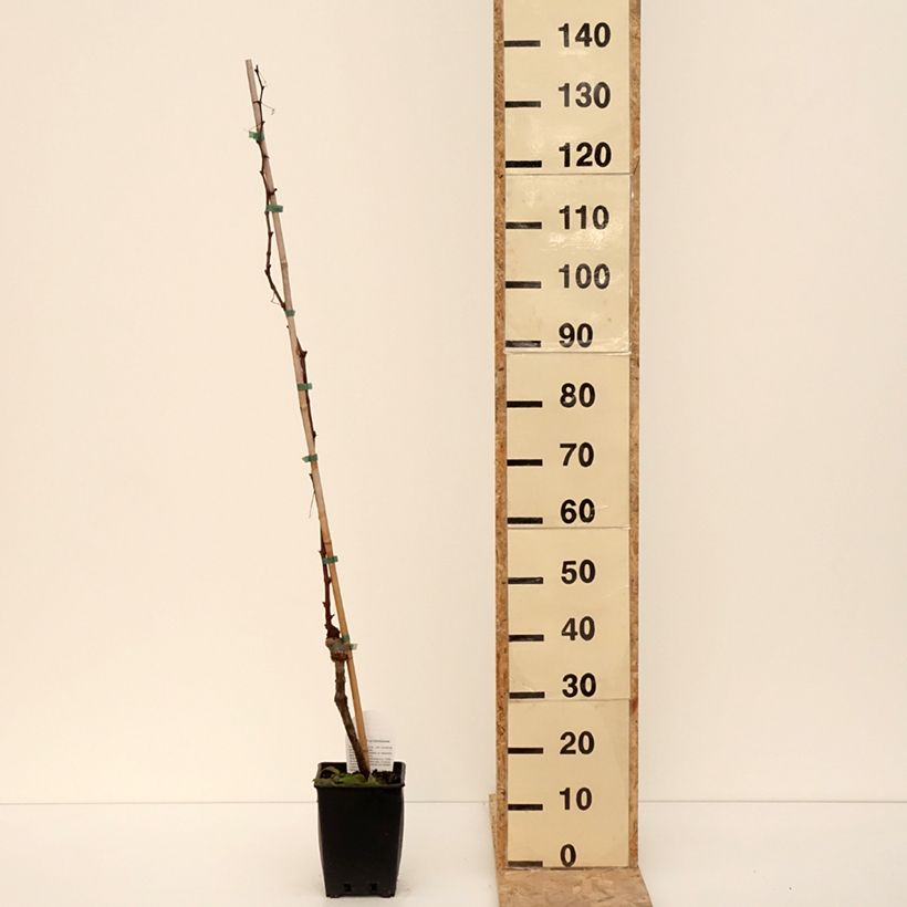 Vite da tavola Michele Palieri Vaso da 1,5L/2L esemplare consegnato in inverno