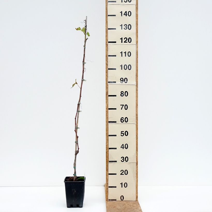 Esemplare di Vite Moscato d'Adda Vaso da 1,5L/2L come consegnato in autunno