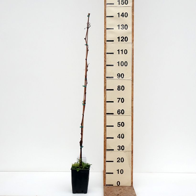 Vite Moscato d'Adda Vaso da 1,5L/2L esemplare consegnato in inverno