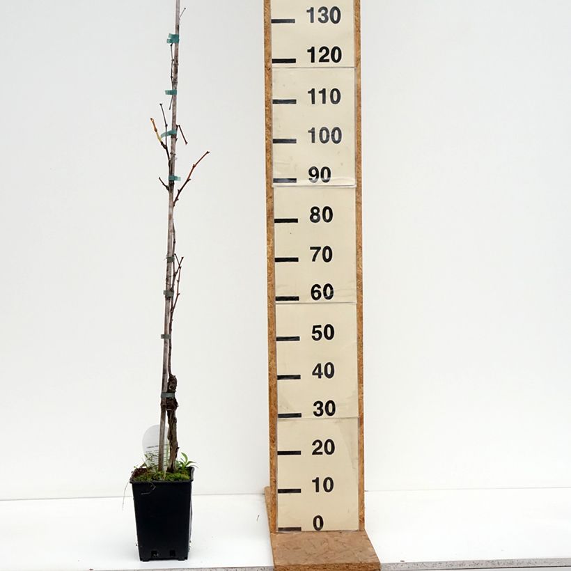 Esemplare di Vite Moscato Giallo Vaso da 1,5L/2L come consegnato in autunno