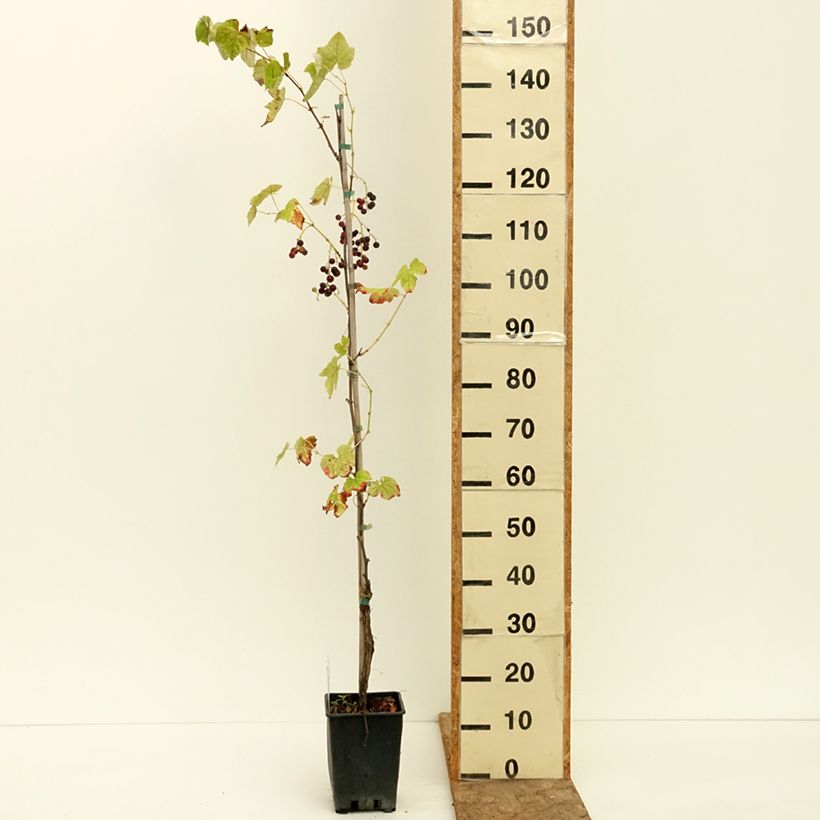 Esemplare di Vitis labrusca x vinifera Opalina - Vite Vaso da 1,5L/2L consegnato in estate