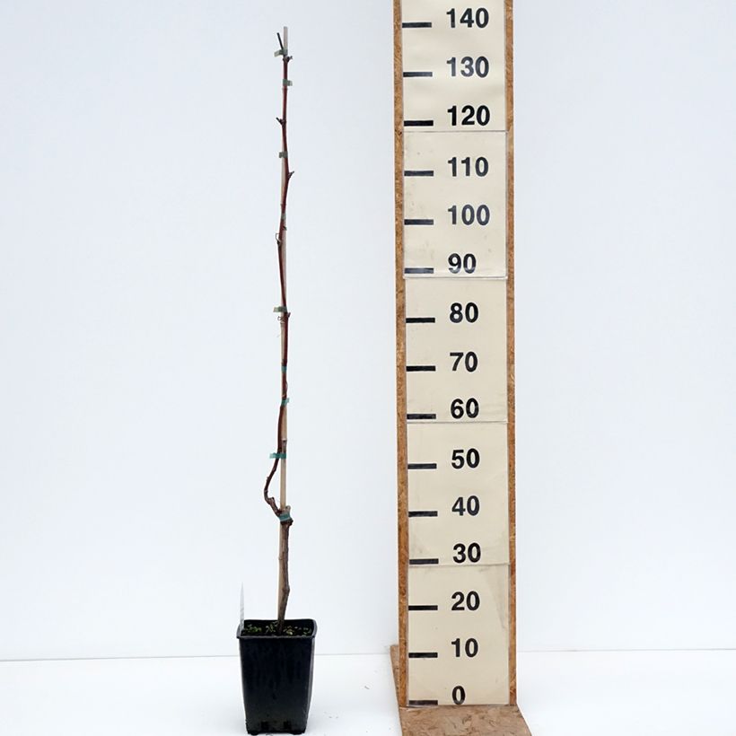 Vitis labrusca x vinifera Opalina - Vite Vaso da 1,5L/2L esemplare consegnato in inverno