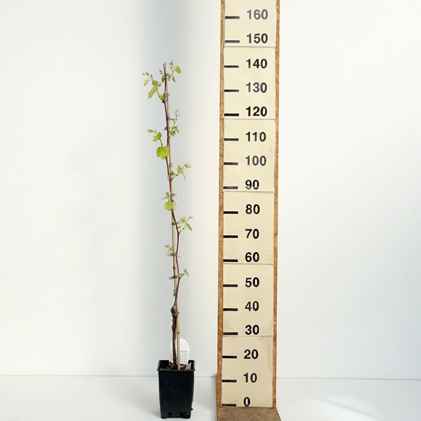 Vitis labrusca x vinifera Opalina - Vite Vaso da 1,5L/2L esemplare consegnato in primavera