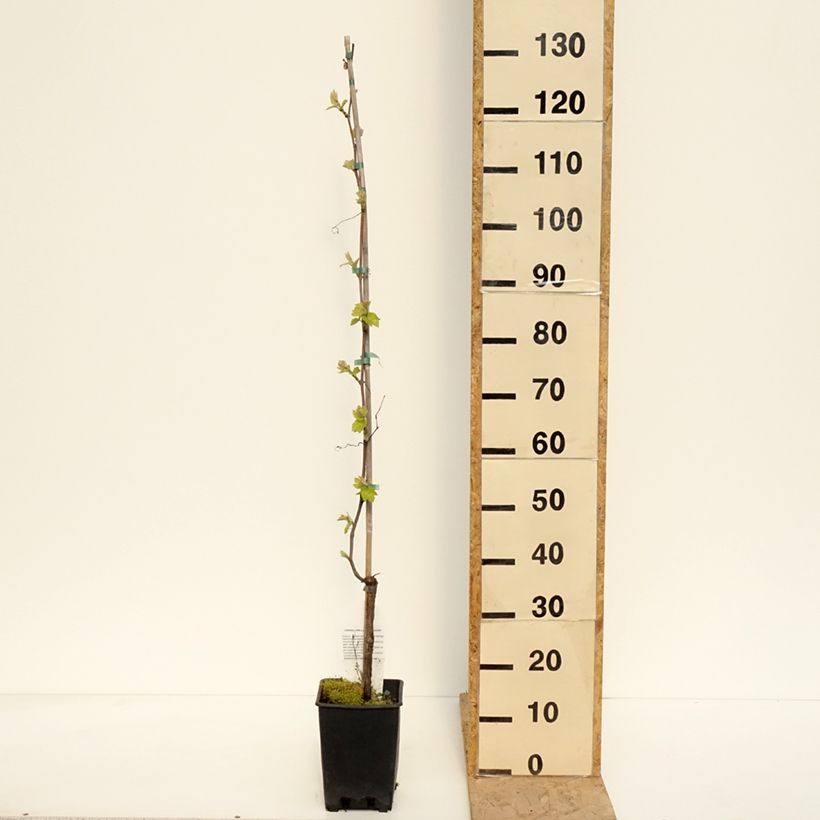 Vitis labrusca x vinifera Opalina - Vite Vaso da 3L/4L esemplare consegnato in primavera