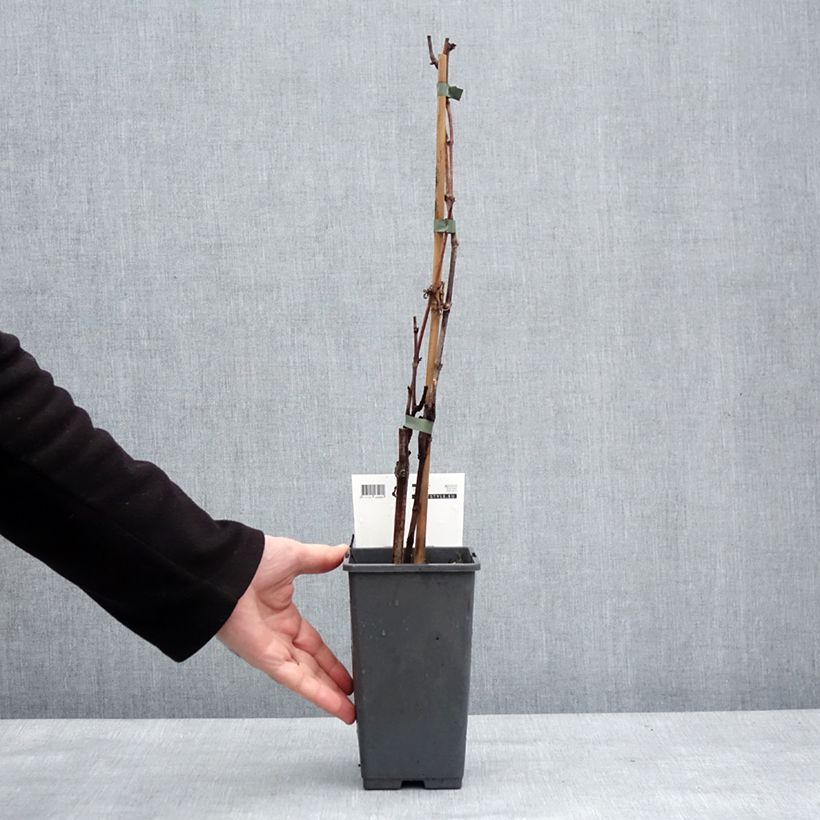 Vite da tavola Picurka Vaso da 1,5L/2L, Multifusto esemplare consegnato in inverno