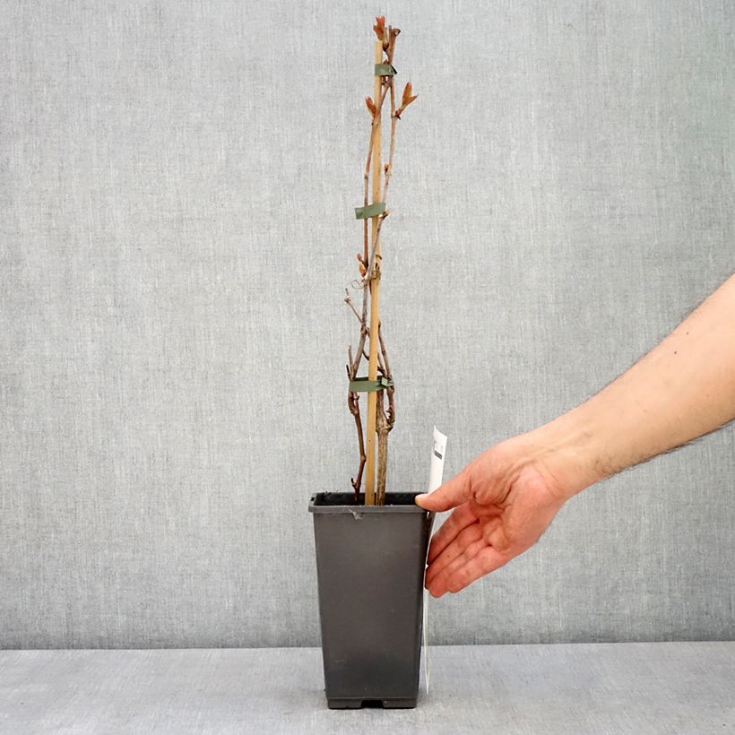 Vite da tavola Picurka Vaso da 1,5L/2L, Multifusto esemplare consegnato in primavera