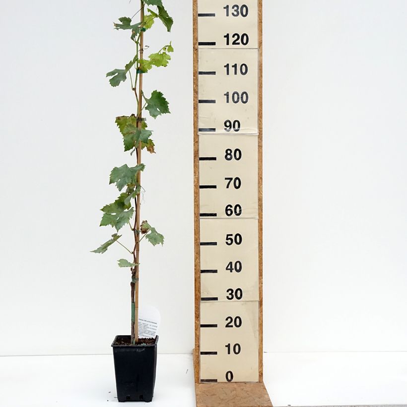 Esemplare di Vite da tavola Pizzutello Bianco, Cornichon blanc Vaso da 1,5L/2L come consegnato in autunno