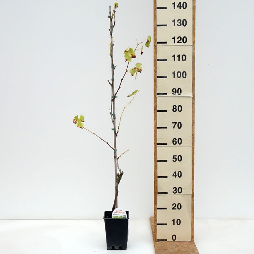 Esemplare di Vite da tavola Regina dei Vigneti (Incrocio Mathiasz 140) Vaso da 1,5L/2L come consegnato in autunno