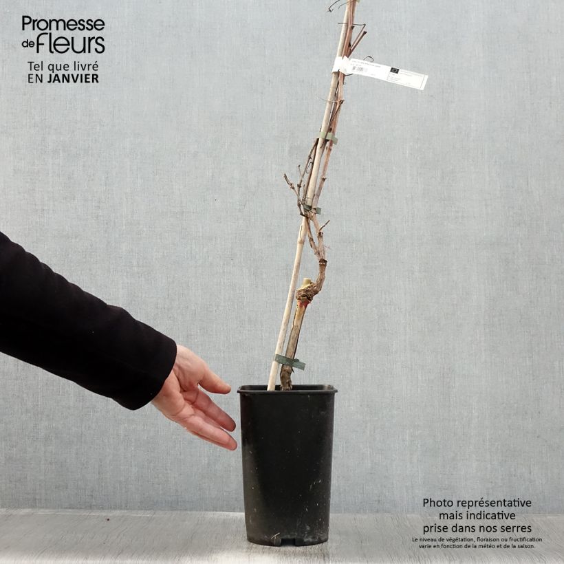 Vite Roi des Précoces Vaso da 2L/3L esemplare consegnato in inverno