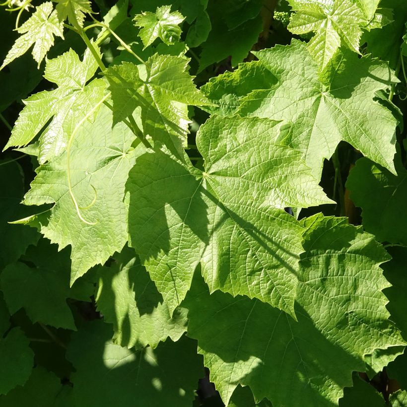 Vitis labrusca x vinifera Topazia - Vite (Fogliame)