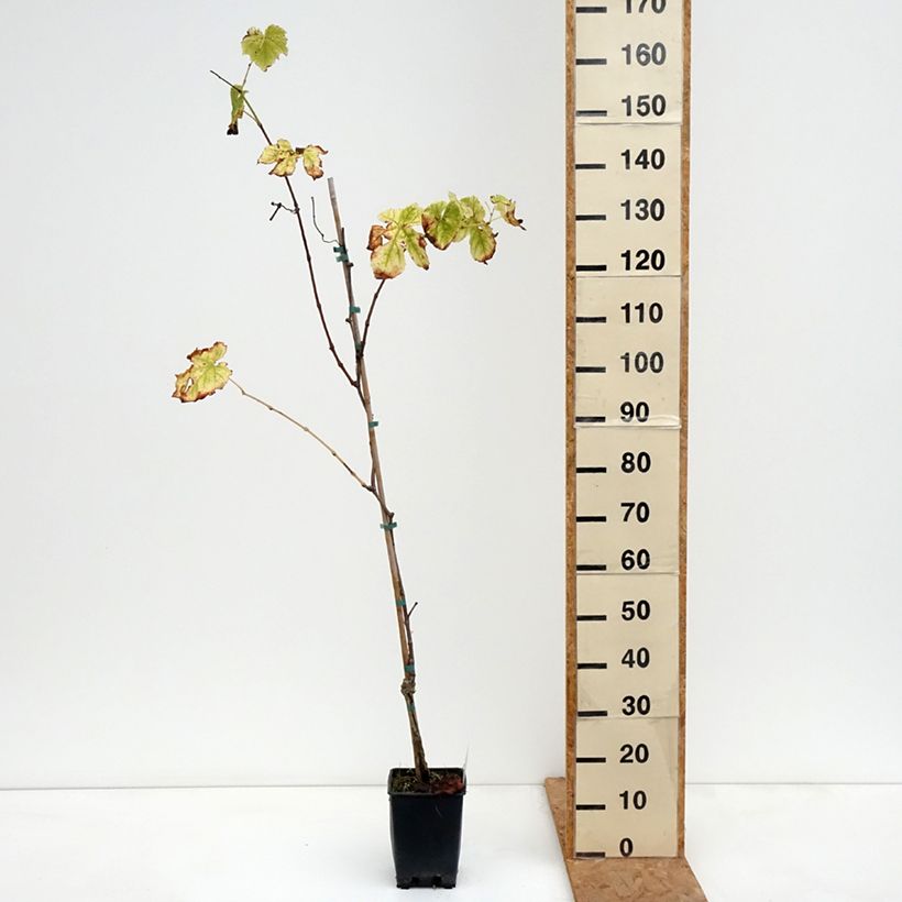 Esemplare di Vitis labrusca x vinifera Topazia - Vite Vaso da 3L/4L come consegnato in autunno
