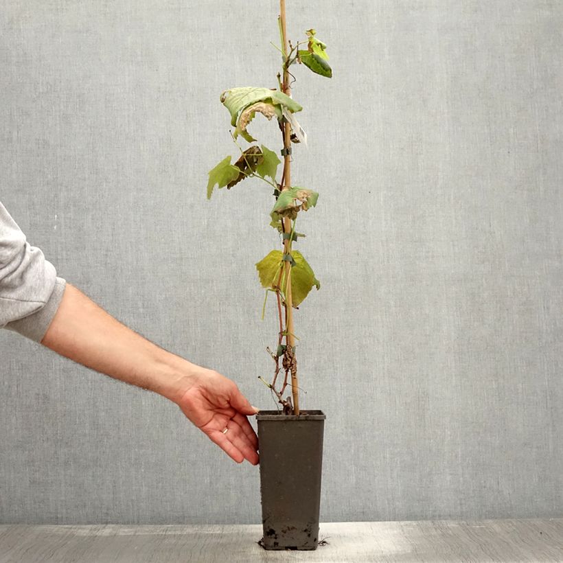 Esemplare di Vite da tavola Vanessa Vaso da 2L/3L come consegnato in autunno