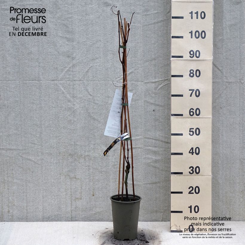 Vite da tavola Vanessa Vaso da 2L/3L esemplare consegnato in inverno