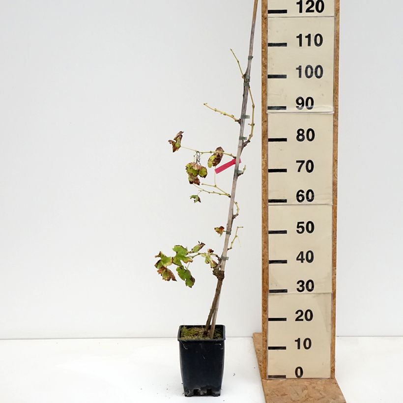 Esemplare di Vite da tavola Vittoria Vaso da 1,5L/2L come consegnato in autunno