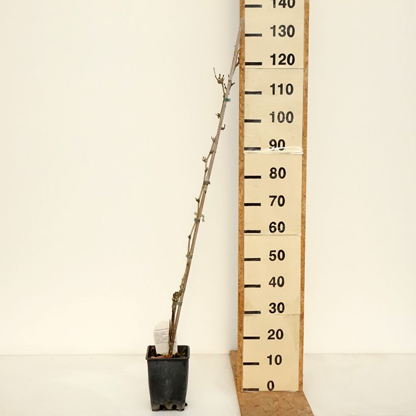 Esemplare di Vite da tavola Delizia di Vaprio Vaso da 3L/4L come consegnato in autunno