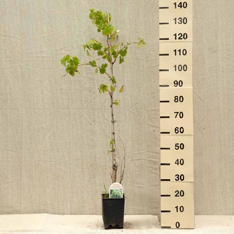 Esemplare di Vite da tavola Delizia di Vaprio Vaso da 3L/4L consegnato in estate