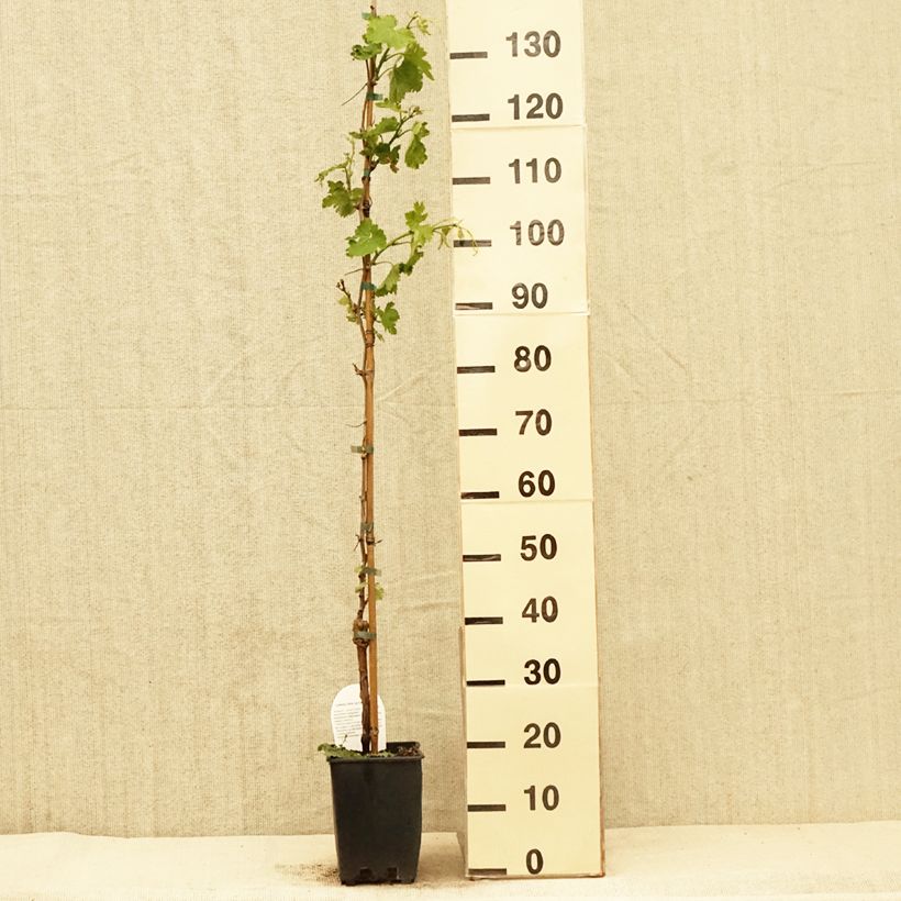 Vite da tavola Delizia di Vaprio Vaso da 3L/4L esemplare consegnato in primavera