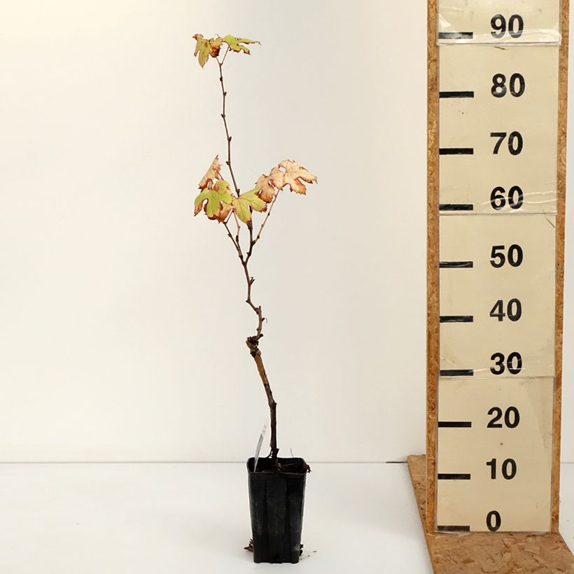 Esemplare di Vite Dolcetto Vaso da 1,5L/2L come consegnato in autunno