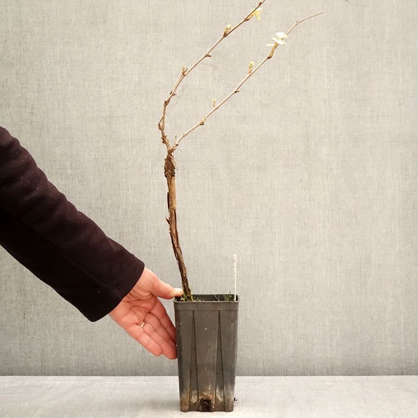 Vite Dolcetto Vaso da 1,5L/2L esemplare consegnato in primavera