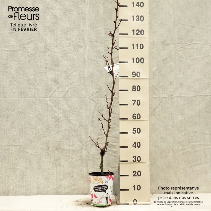 Vite EVITA Vaso da 4L/5L esemplare consegnato in inverno