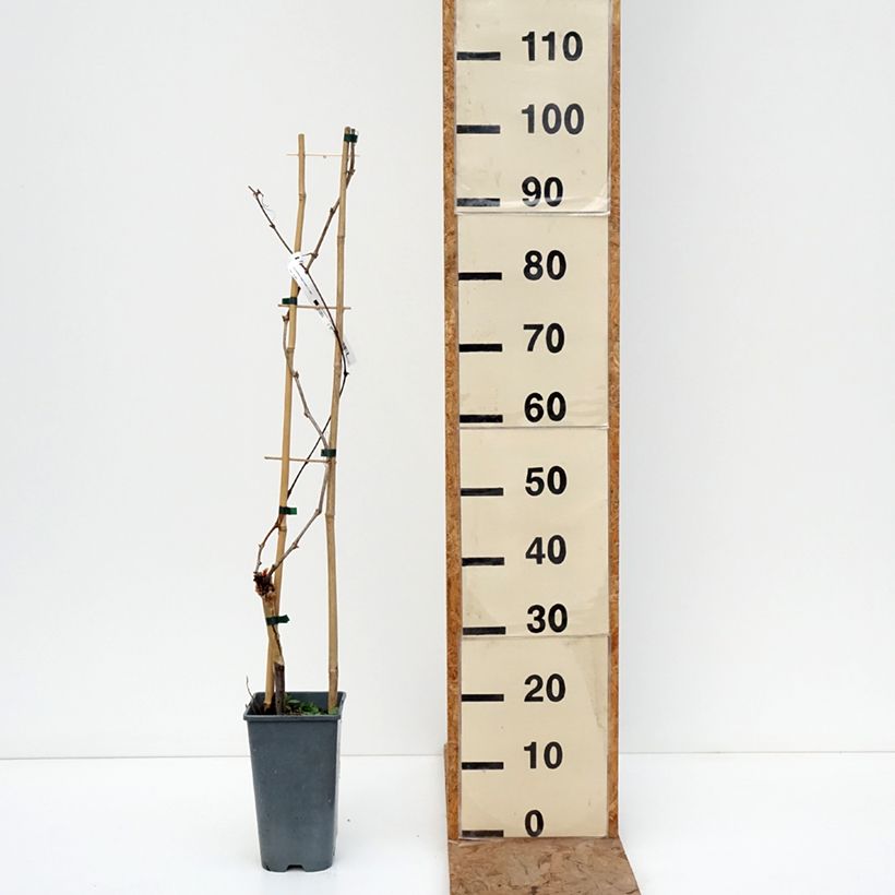 Vite exalta Vaso da 2L/3L esemplare consegnato in inverno