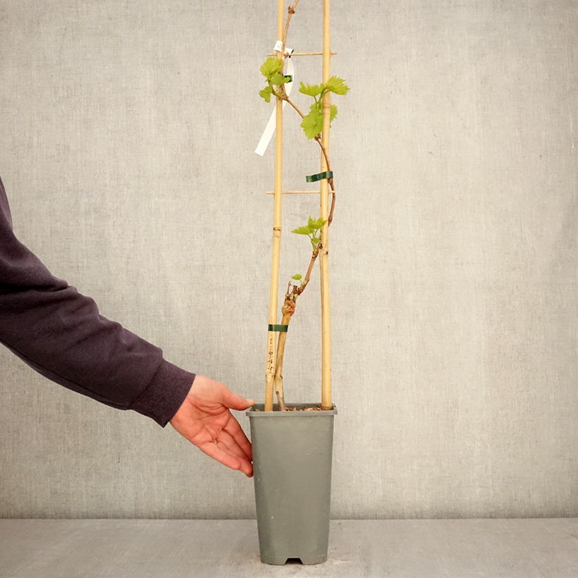 Vite exalta Vaso da 2L/3L esemplare consegnato in primavera