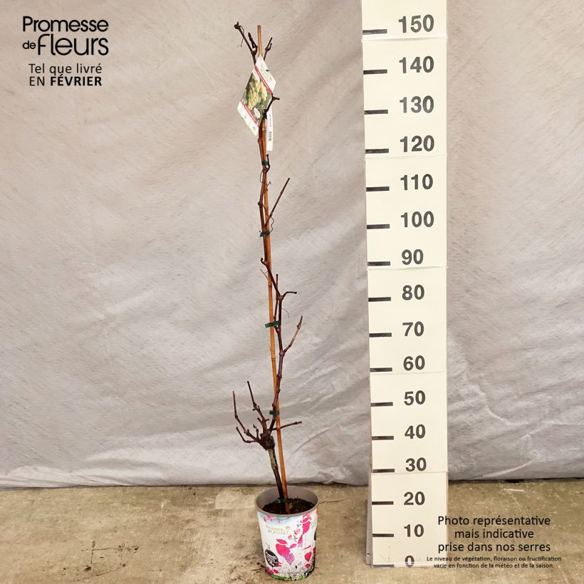 Vite da tavola Fanny Vaso da 4L/5L esemplare consegnato in inverno