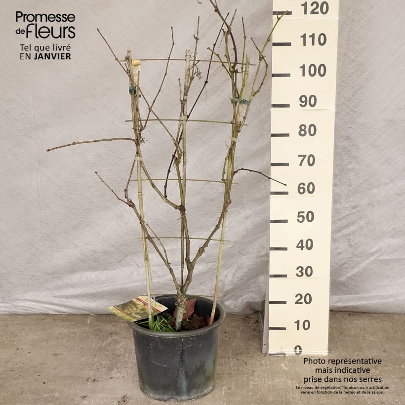 Vite da tavola Fanny Vaso da 12L/15L esemplare consegnato in inverno