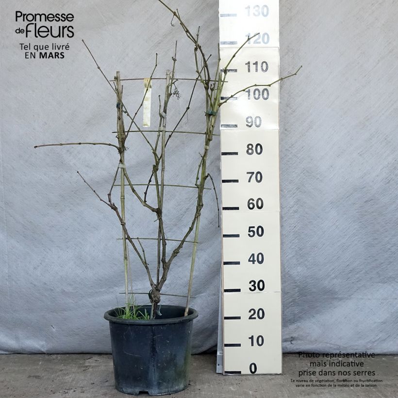 Vite da tavola Fanny Vaso da 12L/15L esemplare consegnato in primavera