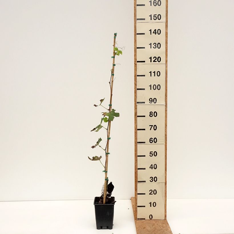 Esemplare di Vitis labrusca x vinifera Fragola Bianca - Vite Vaso da 1,5L/2L come consegnato in autunno