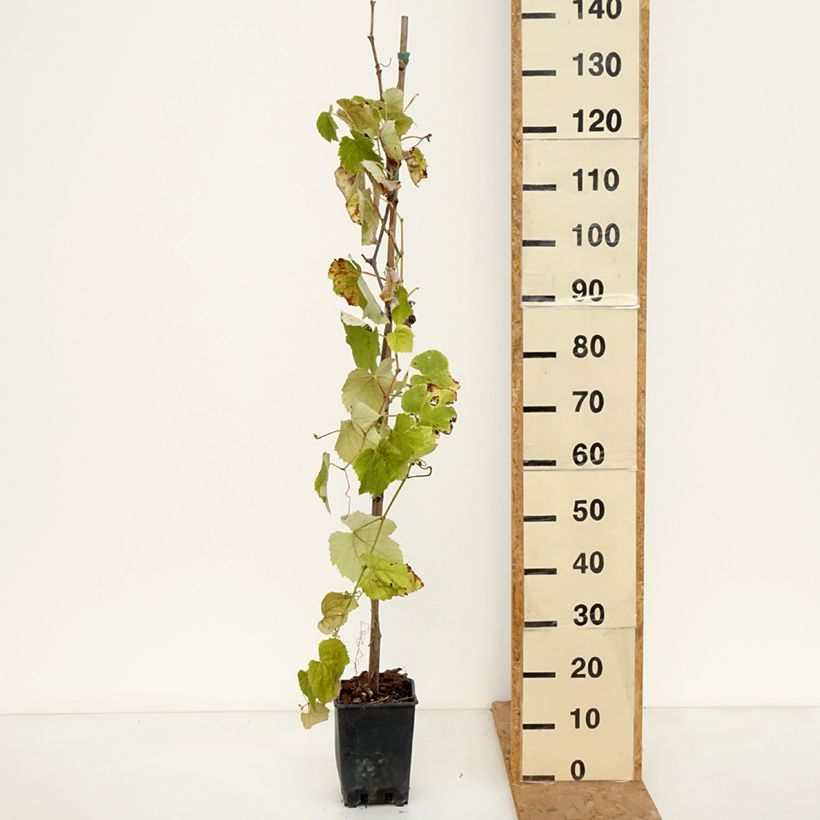 Esemplare di Vitis labrusca x vinifera Fragola Nera Précoce - Vite Vaso da 1,5L/2L come consegnato in autunno