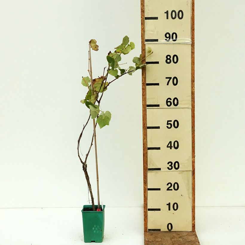 Esemplare di Vitis labrusca x vinifera Fragola Nera - Vite Vaso da Ø 12 cm / 13 cm consegnato in estate