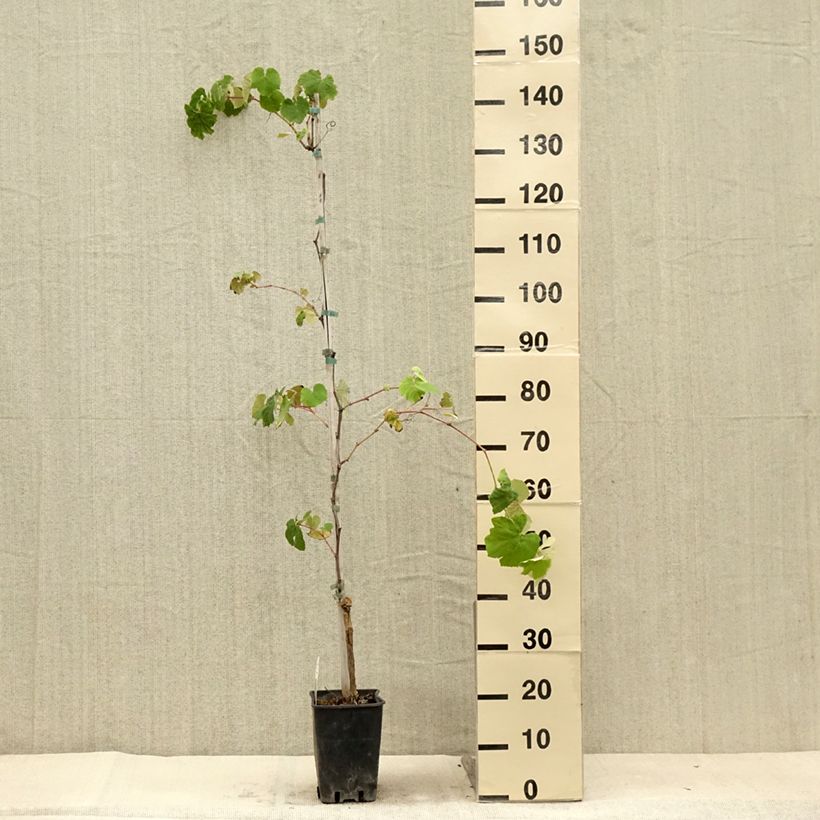 Esemplare di Vitis labrusca x vinifera Fragola Nera - Vite Vaso da 4L/5L consegnato in estate