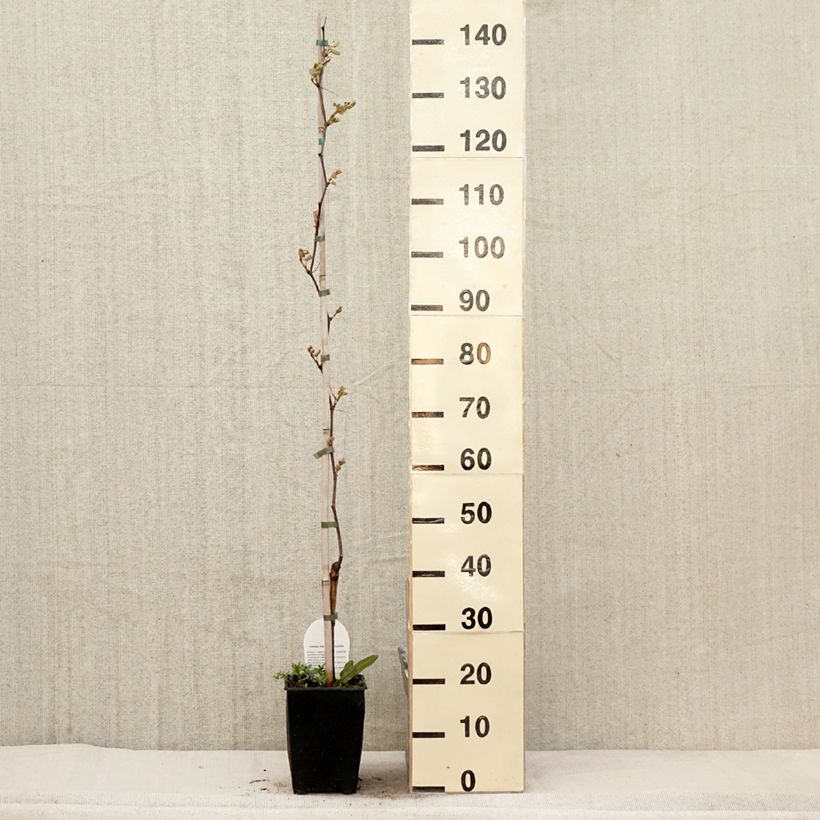 Vitis labrusca x vinifera Fragola Nera - Vite Vaso da 4L/5L esemplare consegnato in primavera