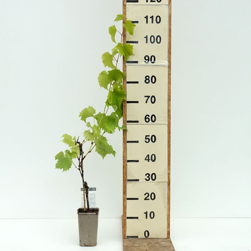 Esemplare di Vite Galante Vaso da 1,5L/2L consegnato in estate