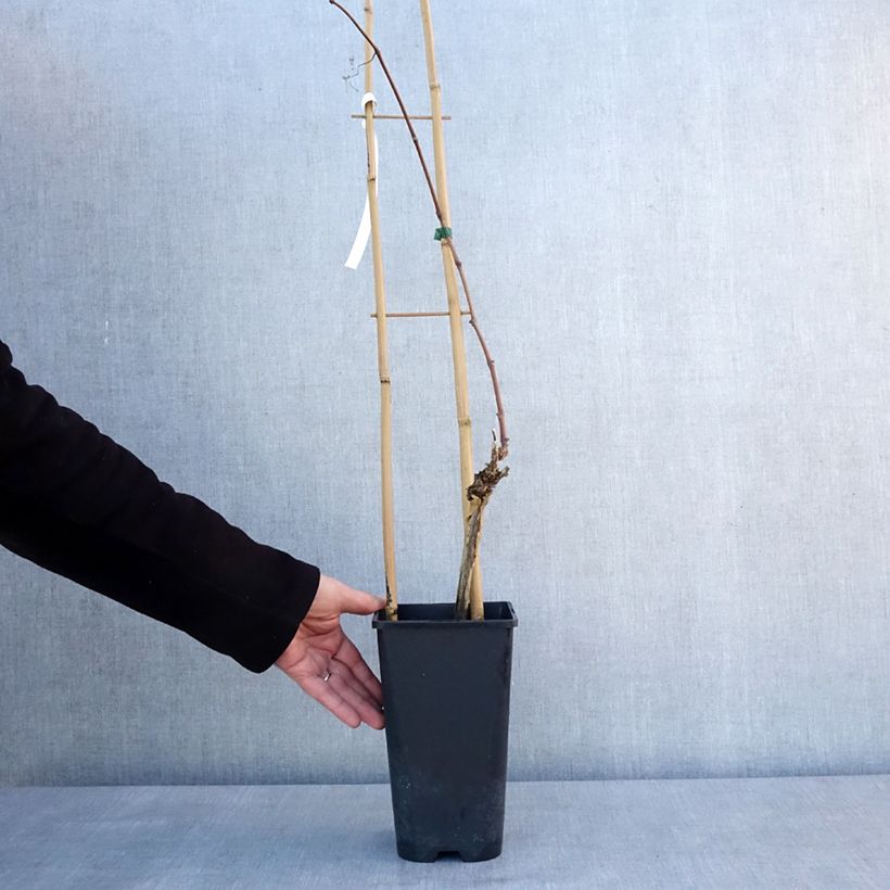 Vite da tavola Italia Vaso da 1,5L/2L esemplare consegnato in inverno