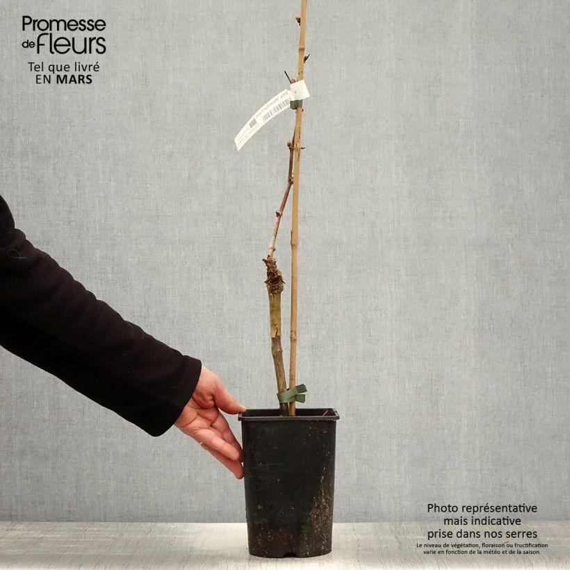 Vitis Marechal Foch - Vite Vaso da 2L/3L esemplare consegnato in primavera