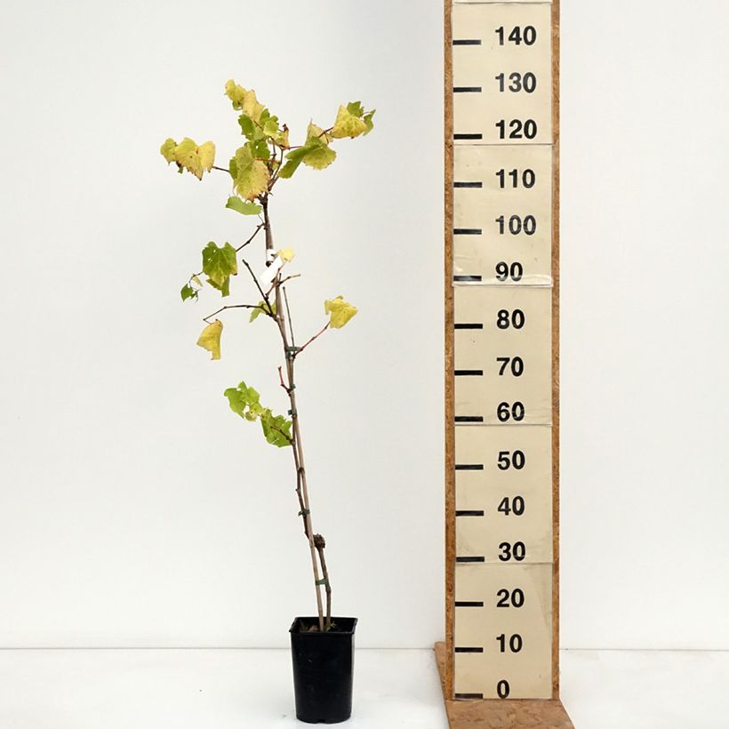 Esemplare di Vitis Marechal Foch - Vite Vaso da 2L/3L come consegnato in autunno