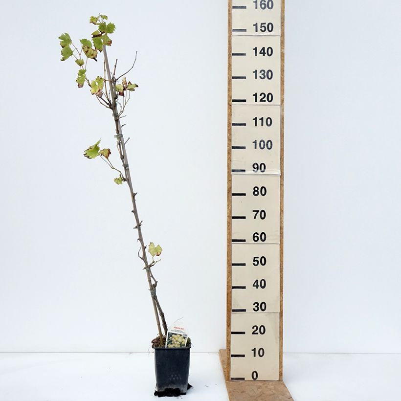 Esemplare di Vite da tavola Matilde Vaso da 3L/4L come consegnato in autunno