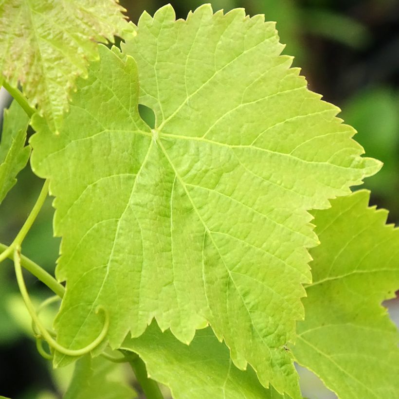 Vite Merlot (Fogliame)