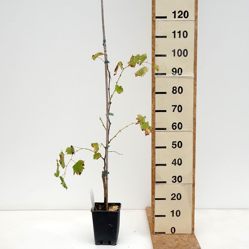 Esemplare di Vite Moscato Monregalese Vaso da 1,5L/2L come consegnato in autunno