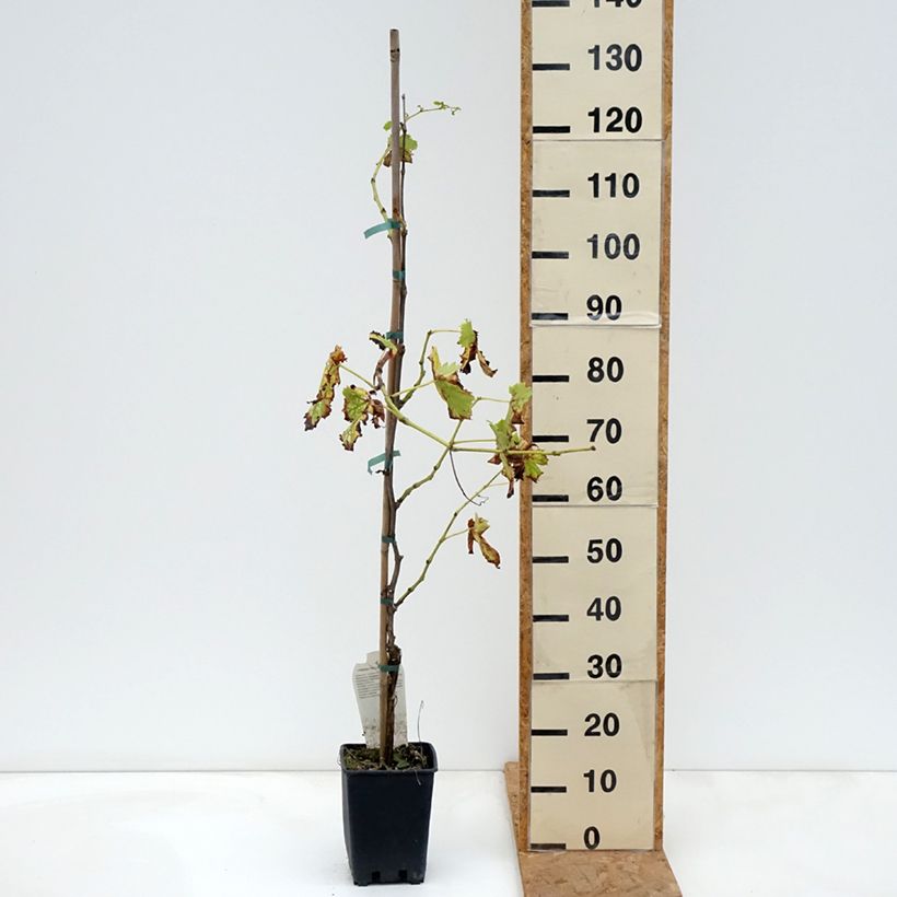 Esemplare di Vite Moscato Terracina Vaso da 1,5L/2L come consegnato in autunno