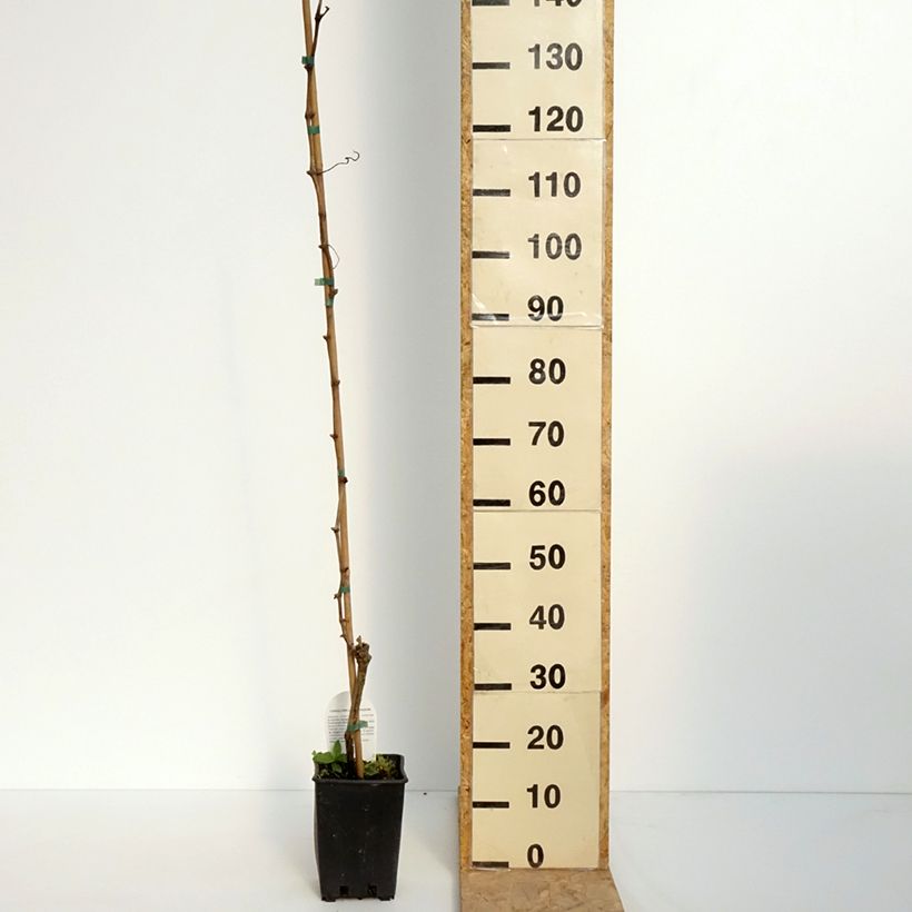 Vite Moscato Terracina Vaso da 1,5L/2L esemplare consegnato in primavera