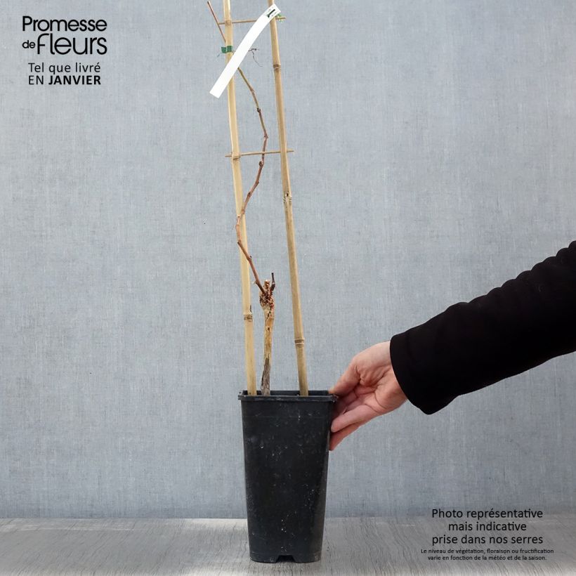 Vite da tavola Muscat de Hambourg Vaso da 1,5L/2L esemplare consegnato in inverno