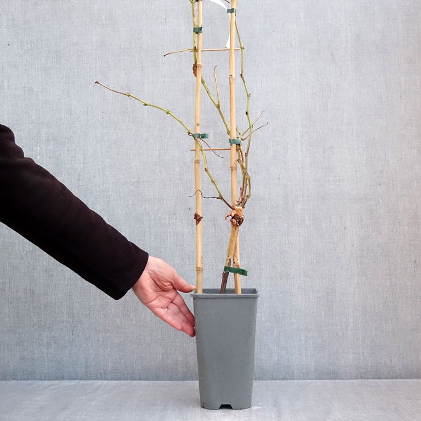 Esemplare di Vite Muscat Rouge de Madère Vaso da 2L/3L come consegnato in autunno